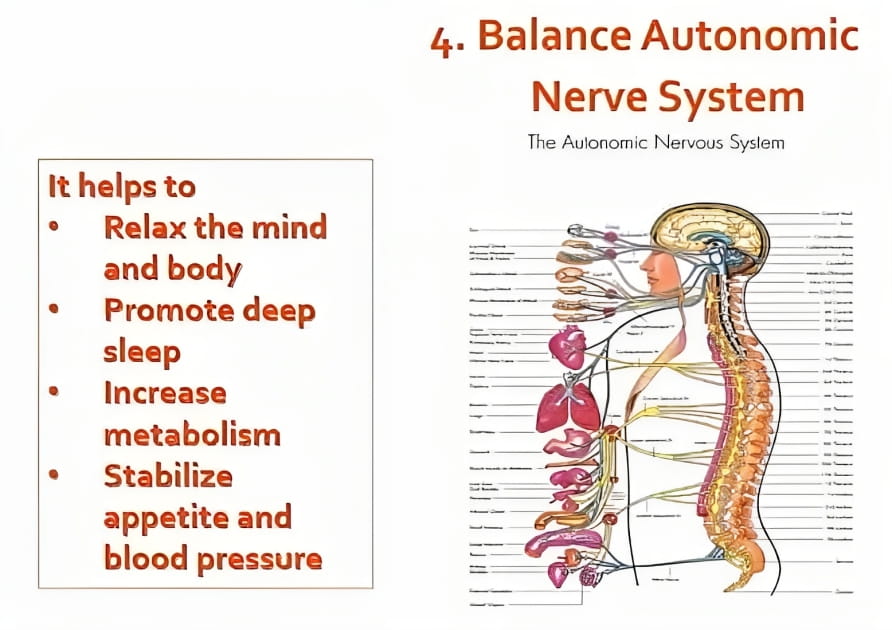 Regulate Autonomic Nervous System - Balance the System and Improves Areas such as Sleep and Hormones | Negative Ions Clothes